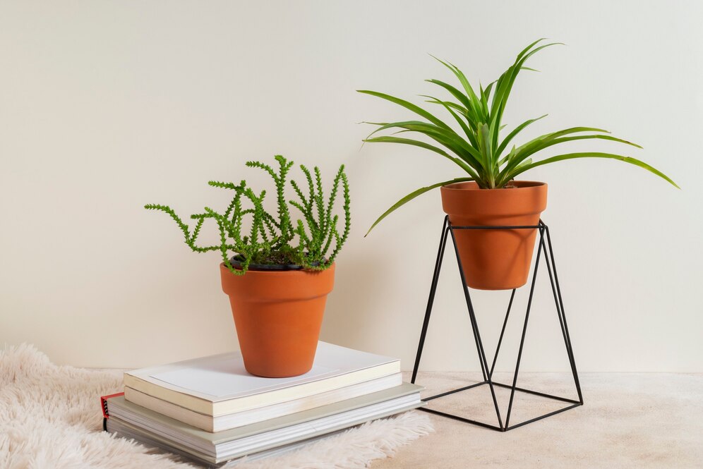 houseplants